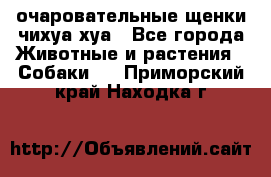 очаровательные щенки чихуа-хуа - Все города Животные и растения » Собаки   . Приморский край,Находка г.